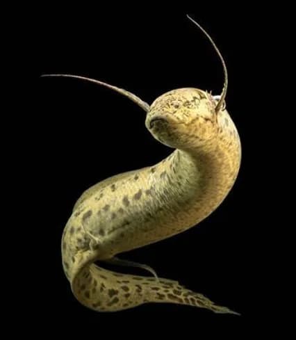 Lungfish