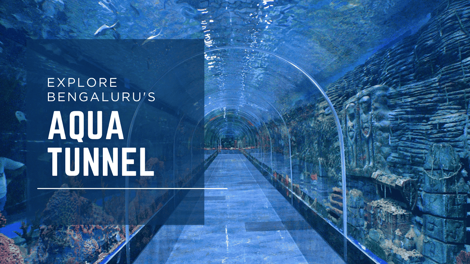 Explore the Mesmerizing Aqua Tunnel in Bengaluru