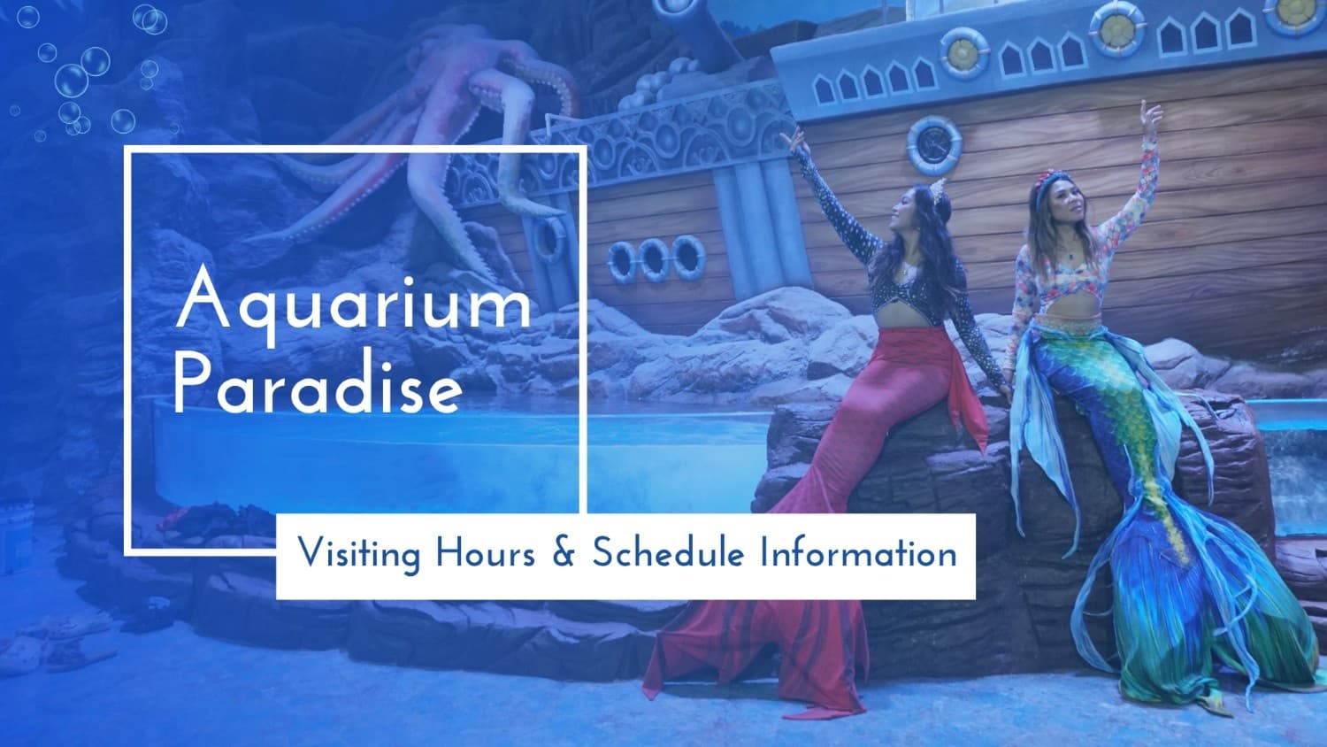 Aquarium Paradise: Visiting Hours and Schedule Information
