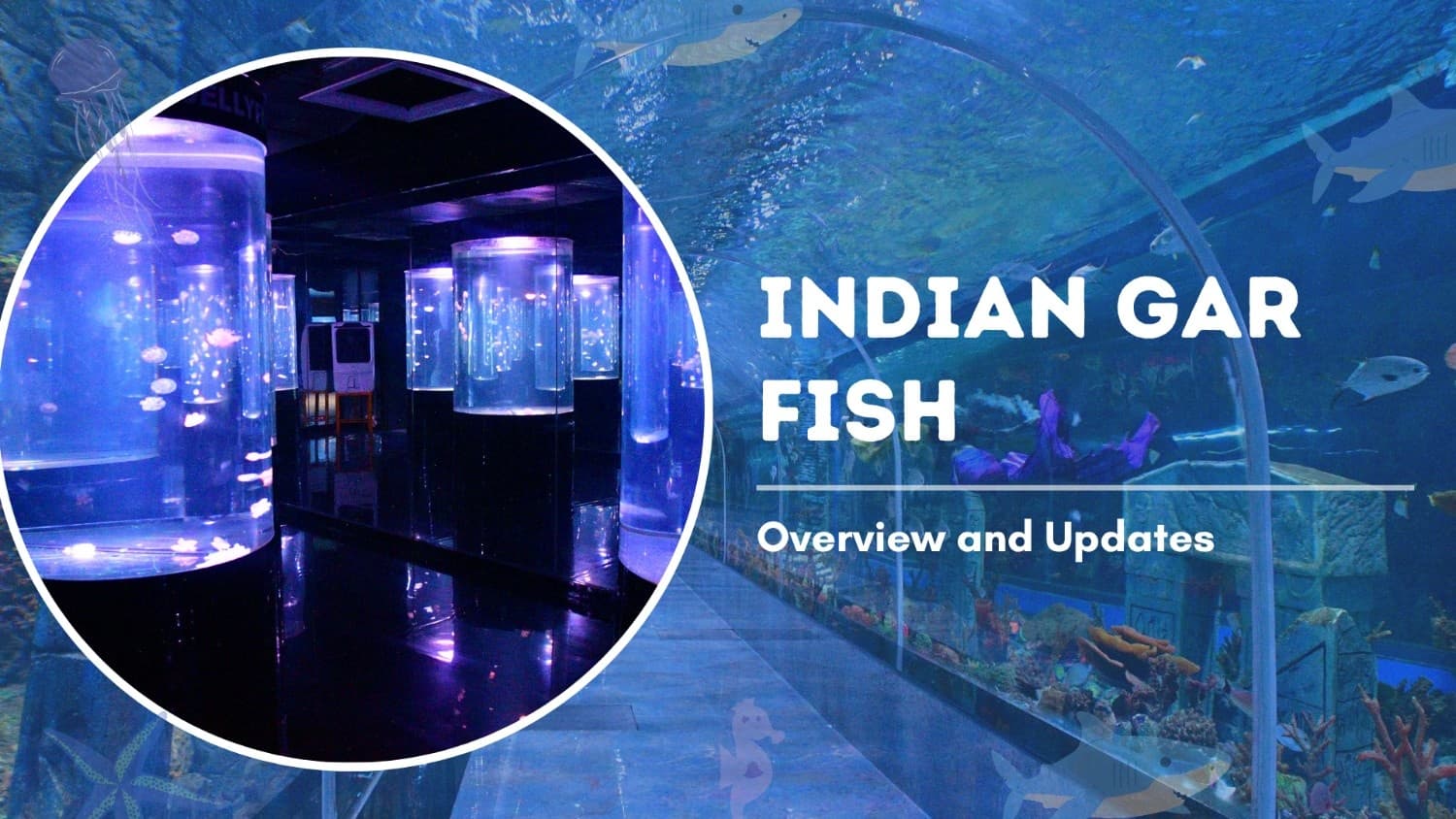 Indian Gar Fish Overview and Updates