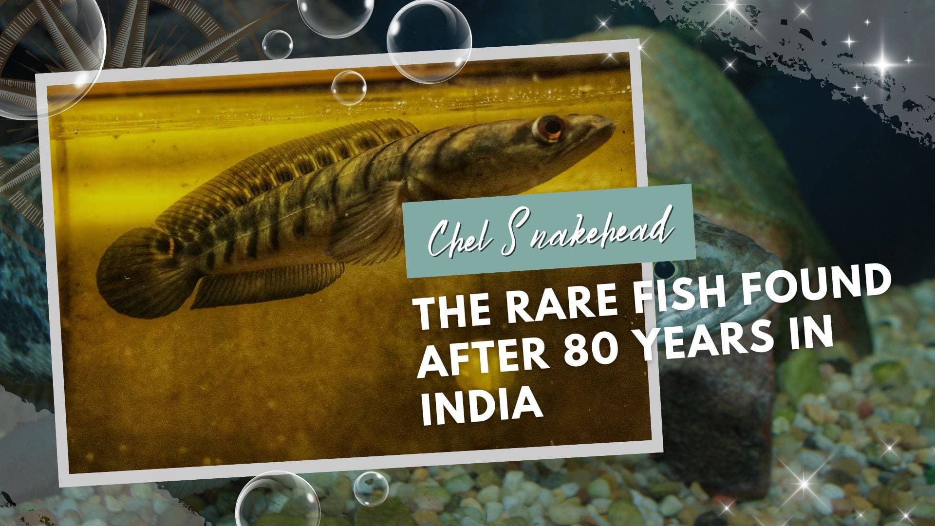 Chel Snakehead: The Rare Fish Found After 80 Years in India